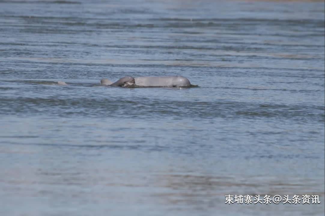 柬埔寨再添新生海豚，湄公河海豚總數(shù)達109頭