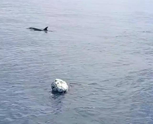 小海豚被困，海豚媽媽向人類求救！事發(fā)海南一海域