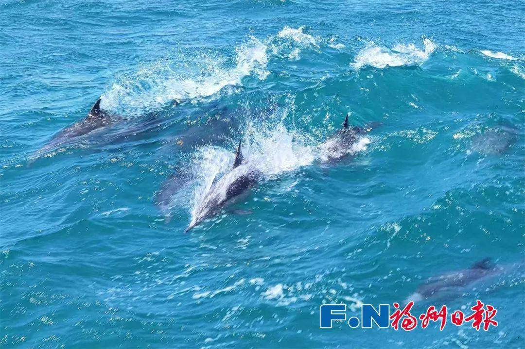 場面壯觀！福州海邊驚現(xiàn)成群海豚！