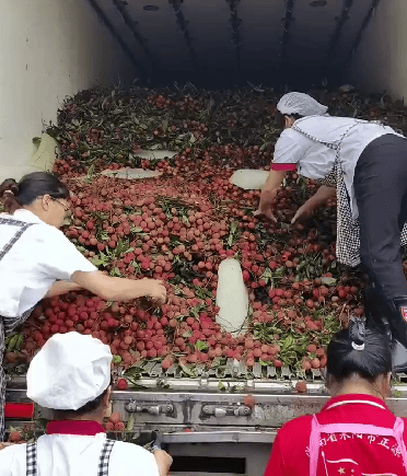 慕了！湖南一學校買1萬多公斤荔枝給師生 校方：怕吃上火分三天發(fā)