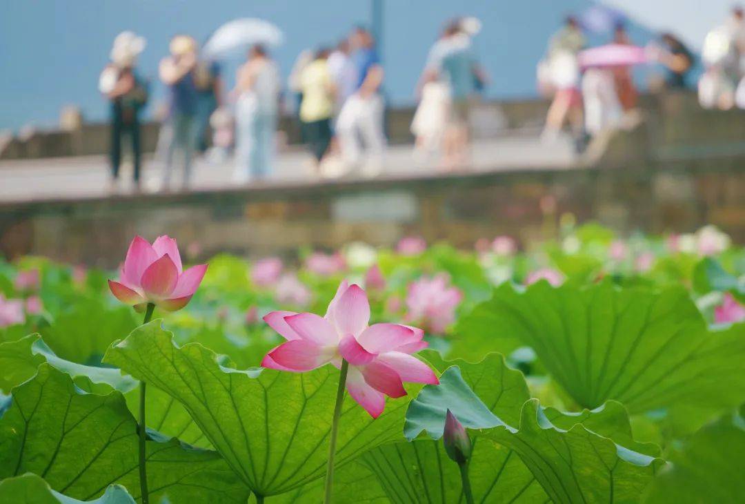 明高溫大規(guī)模 “集結(jié)”，浙江局部飆升超39℃，挺?。?天后涼爽將至