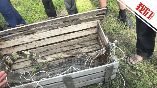 江西一景區(qū)多只鱷魚“越獄”出逃，目擊者：看到鱷魚在現(xiàn)場(chǎng)被擊斃，一只大概80斤到100斤；當(dāng)?shù)鼗貞?yīng)：已全部控制