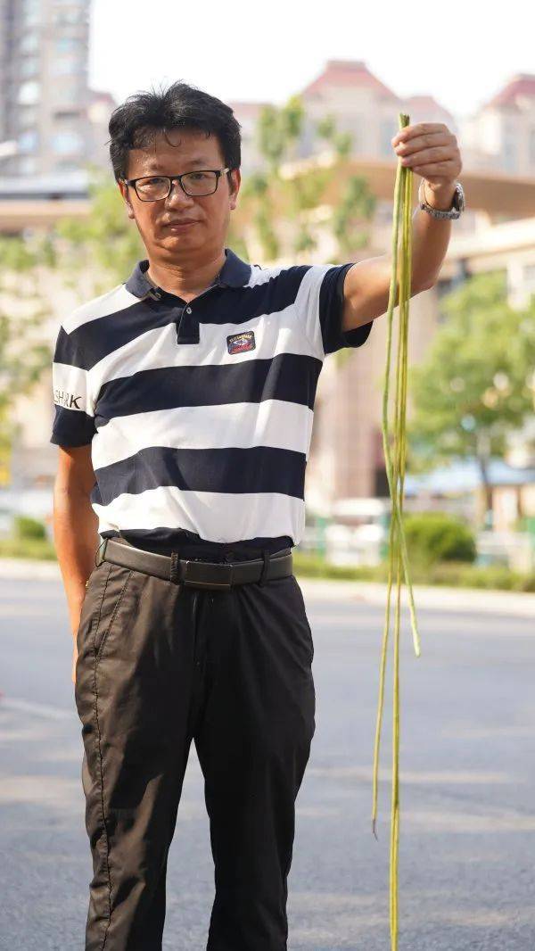 武漢這條路上大量出現(xiàn)，長(zhǎng)達(dá)1米！到底是啥？