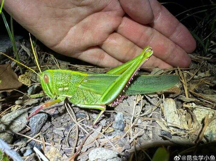 點蟲成金！合肥發(fā)現(xiàn)最大蝗蟲，約成人手掌大小！專家稱其肉質(zhì)豐滿可油炸食用