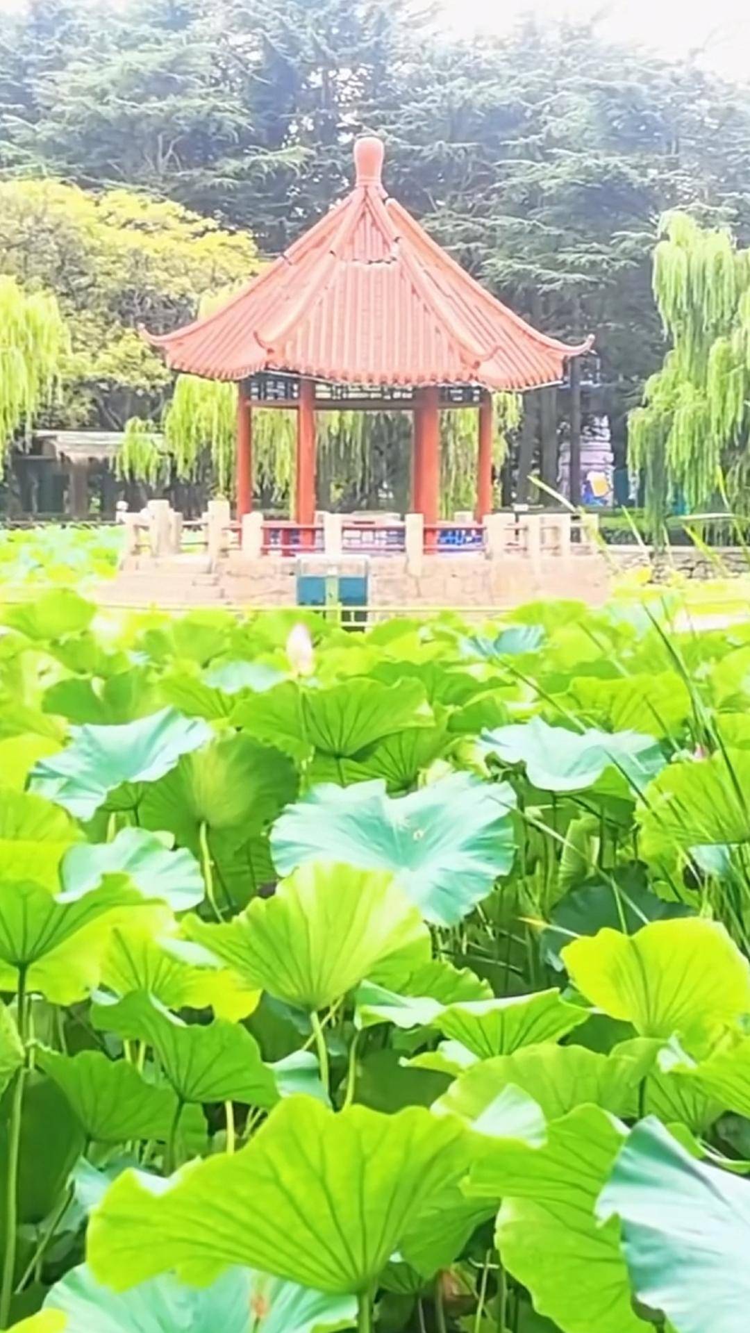 青島中山公園一涼亭突然倒塌：一年前剛完成修繕，園方稱無(wú)傷亡原因待查