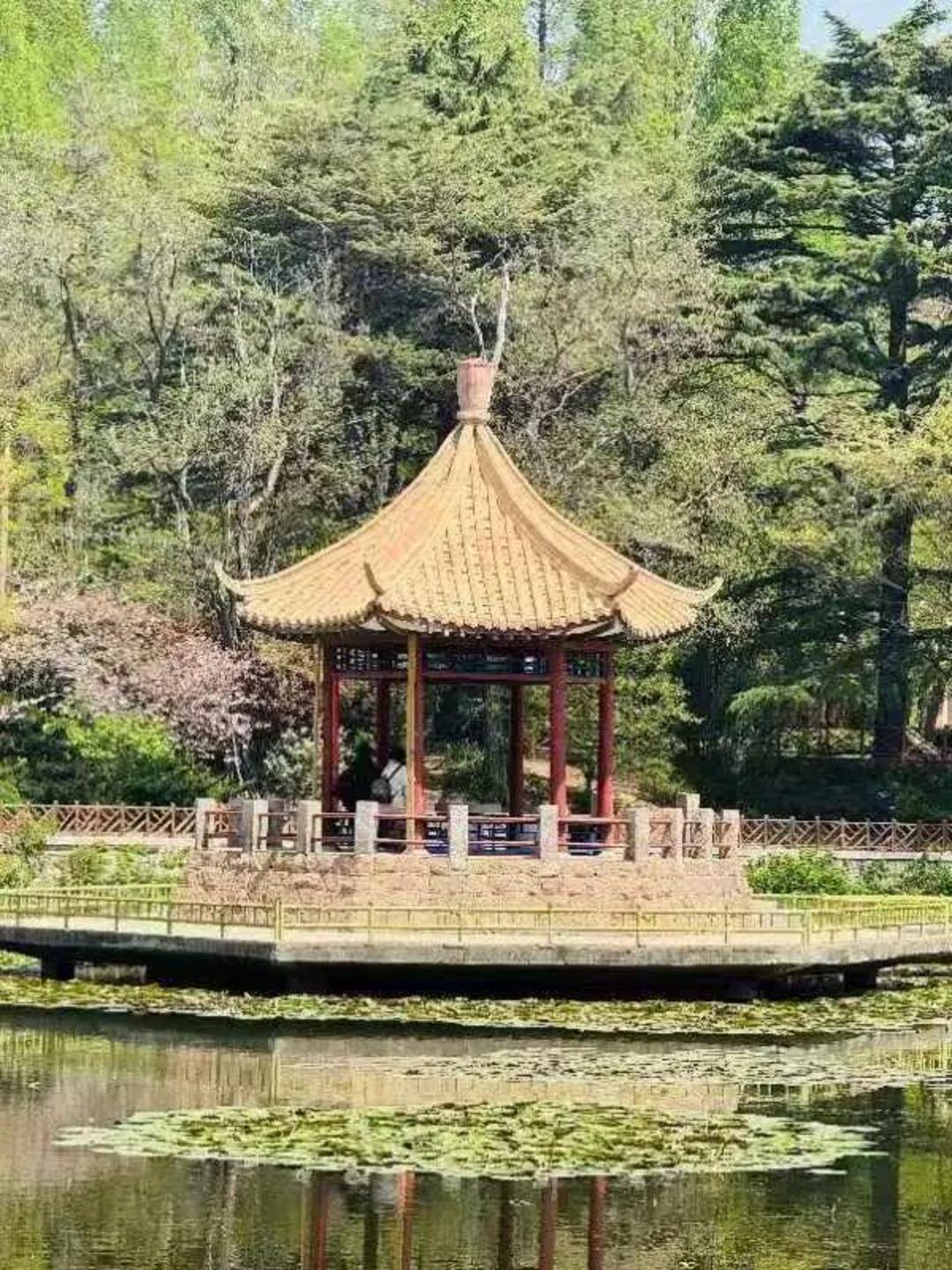 青島中山公園一涼亭突然倒塌：一年前剛完成修繕，園方稱無(wú)傷亡原因待查