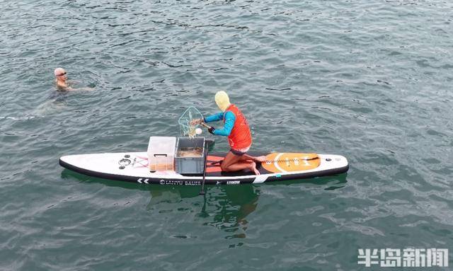 今年青島海蜇有點多？有人一天撈上1000多斤，“最大海蜇王”超過300斤