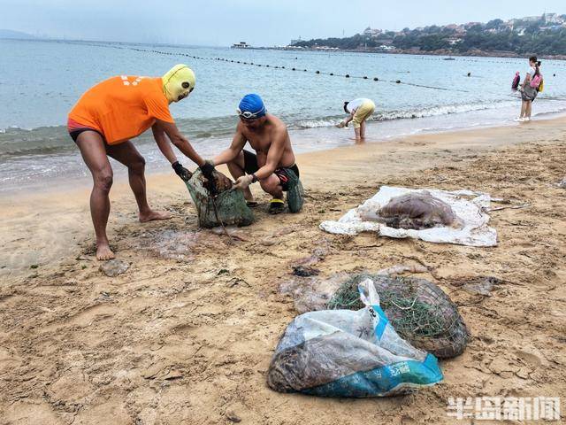 今年青島海蜇有點多？有人一天撈上1000多斤，“最大海蜇王”超過300斤