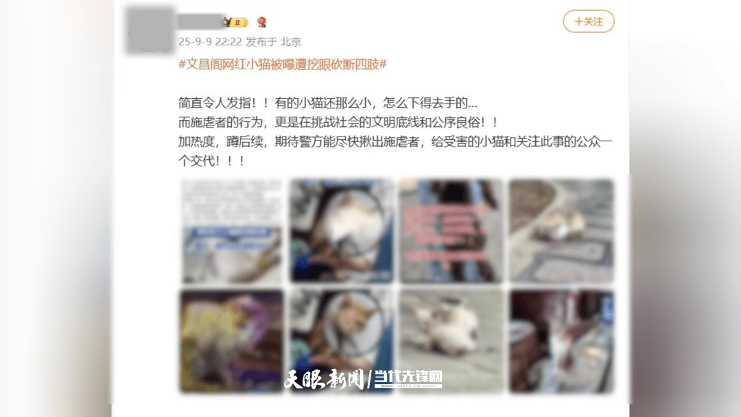 大反轉(zhuǎn)！貴陽“挖眼虐貓”事件系A(chǔ)I編造
